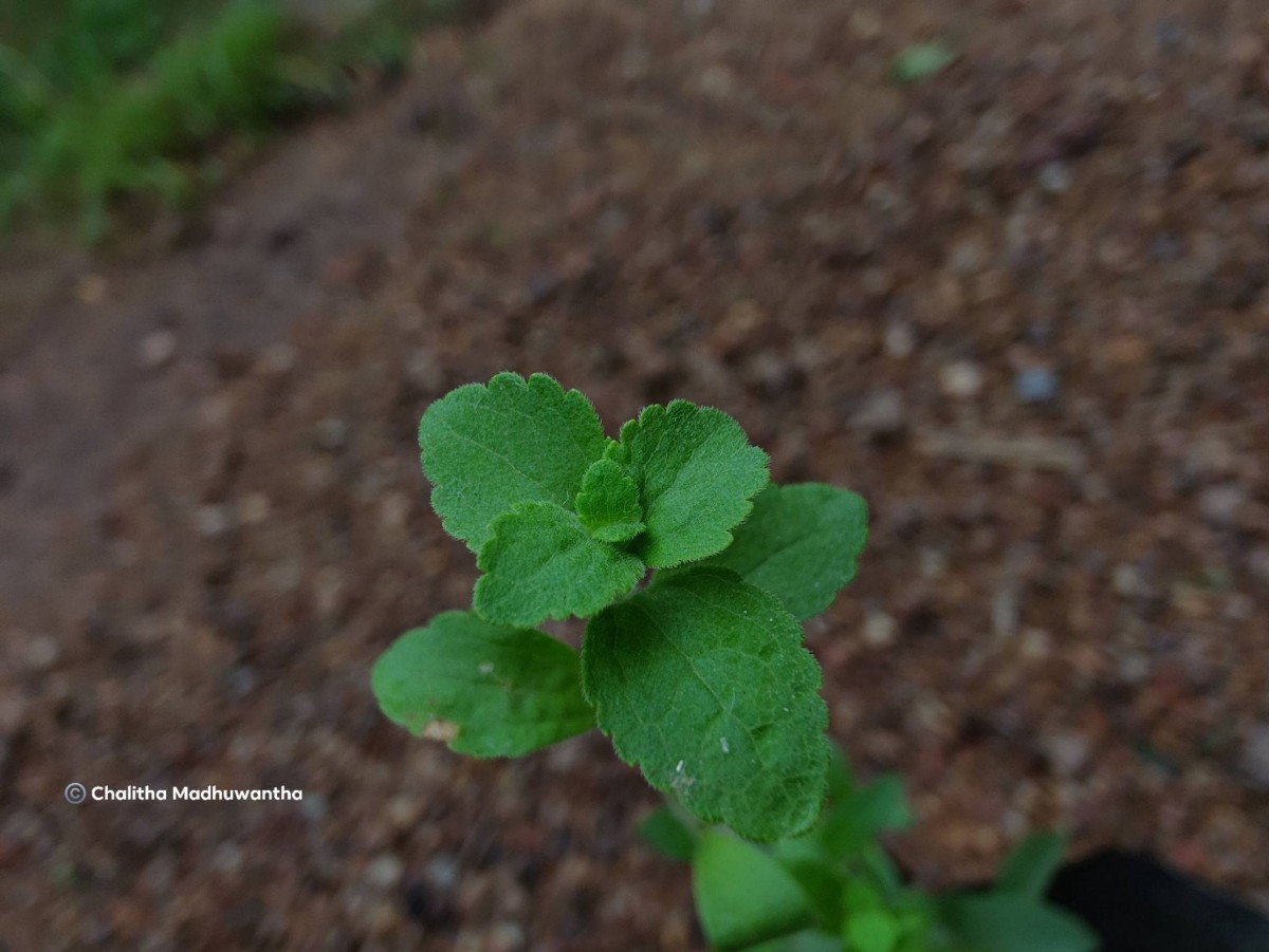 Stevia rebaudiana (Bertoni) Bertoni